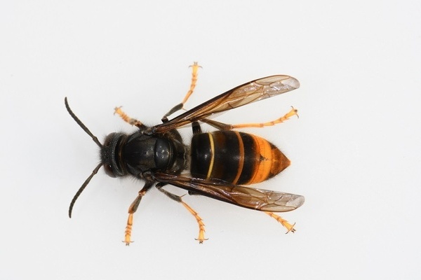 Asiatische Hornisse
